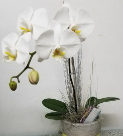 NATURALLY ORCHIDS